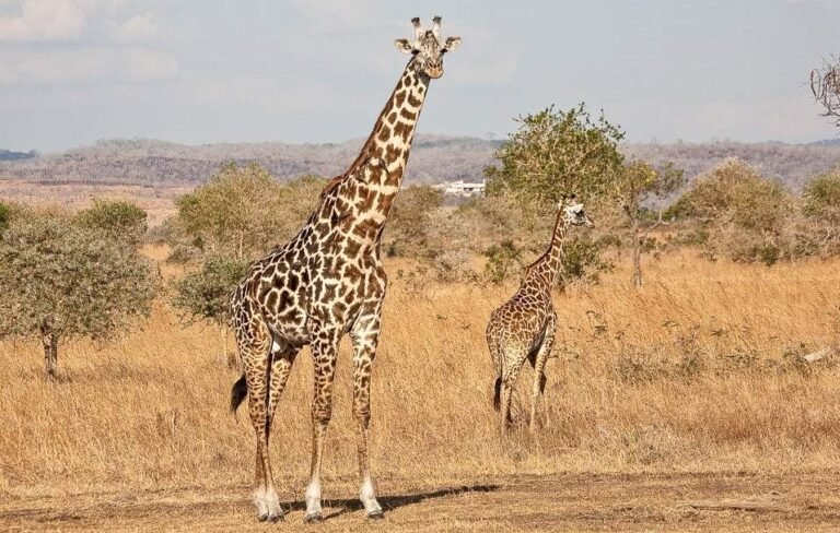 2-Days 1-night Nyerere National Park by flight from Zanzibar, photo 2