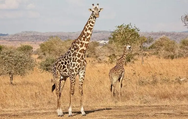 From Zanzibar: Mikumi national park 1-Day Safari by flight, photo 2