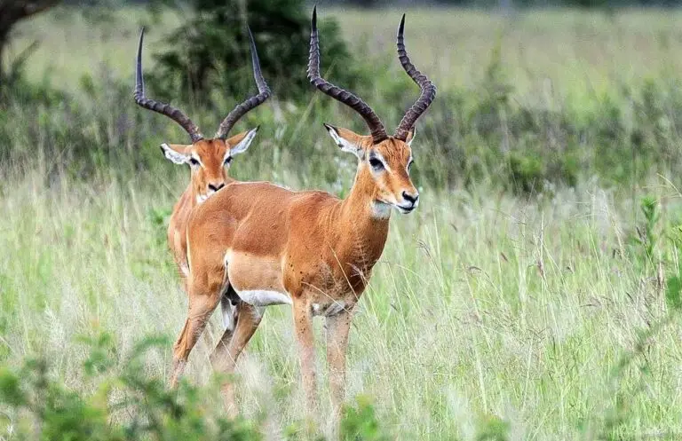 From Zanzibar: Mikumi national park 1-Day Safari by flight, photo 5