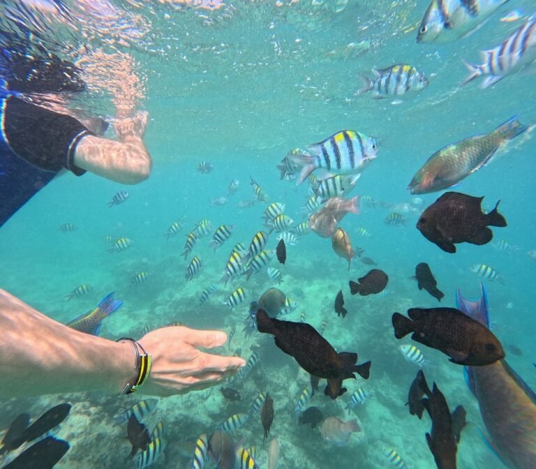 Mnemba Island Private tour, photo 3