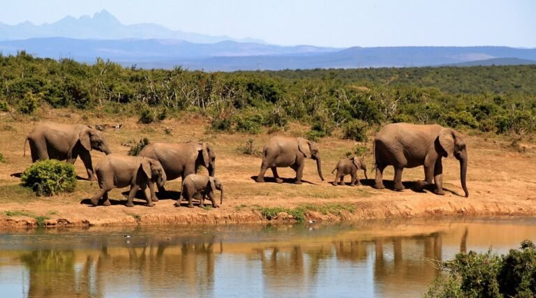2-Days 1-night Nyerere National Park by flight from Zanzibar, photo 4