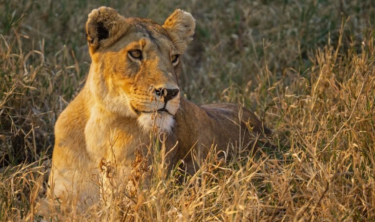 2-Days 1-night Nyerere National Park by flight from Zanzibar, photo 5