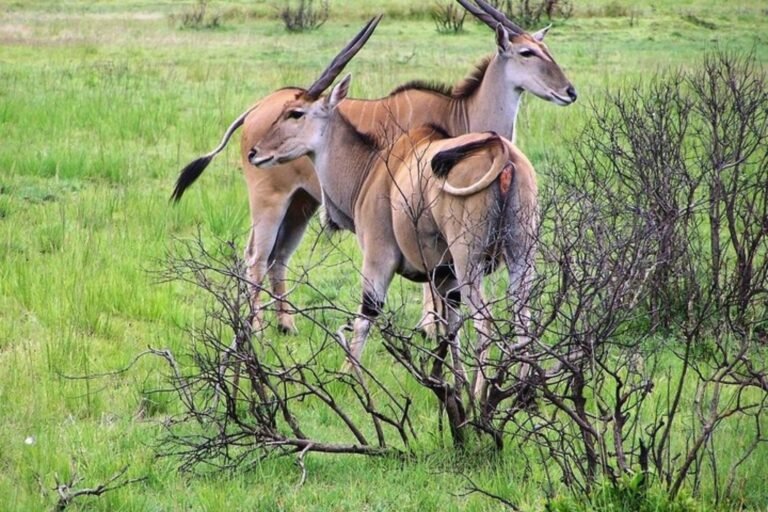 From Zanzibar: 1-Day Nyerere/Selous safari by flight, photo 3