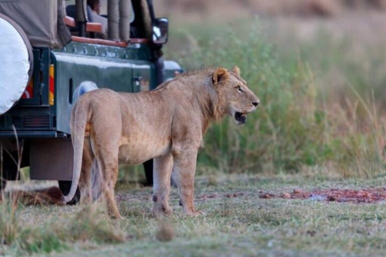 From Zanzibar: 1-Day Nyerere/Selous safari by flight, photo 5