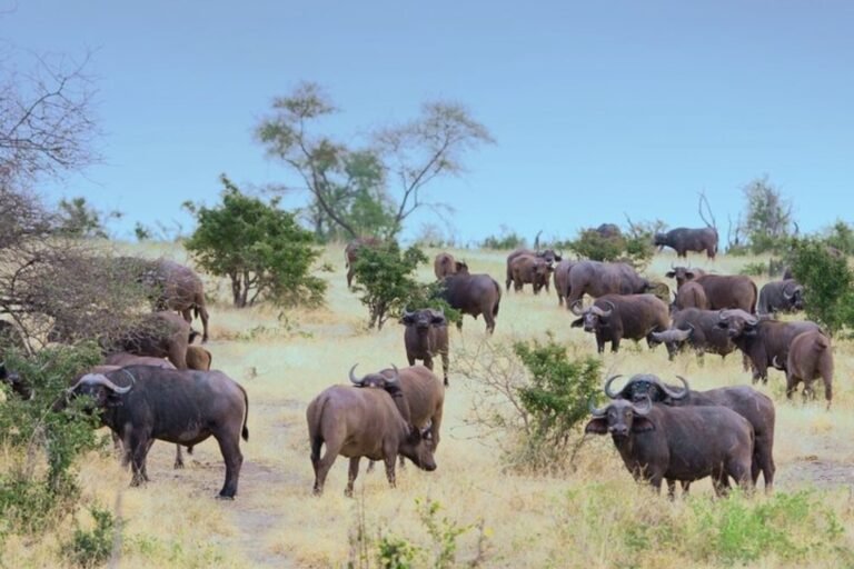 From Zanzibar: 1-Day Nyerere/Selous safari by flight, photo 2