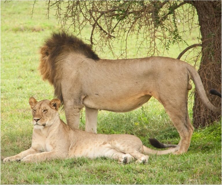 From Zanzibar: 3-Days 2-Nights Mikumi National Park Safari by Train, photo 5