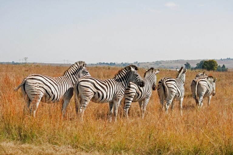 From Zanzibar: Mikumi national park 1-Day Safari by flight, photo 3